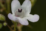 Manyflower beardtongue